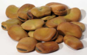 Mojo Wish Bean 1 oz 1618 Gold (Vicia faba)                                                                               