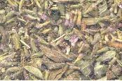 Pennyroyal Leaf Cut (Mentha pulegium)  1 Lb                                                                              