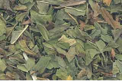 Peppermint Leaf Cut 2 oz (Mentha piperita)                                                                               