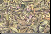 Pennyroyal Leaf Cut 2 oz  (Mentha pulegium)                                                                              