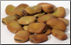 Mojo Wish Bean 1 oz 1618 Gold (Vicia faba)                                                                               