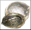 Abalone Shell Incense Burner  5"- 6"                                                                                  