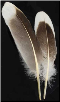 Natural Gray Goose Feather                                                                                              