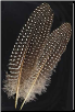 Guinea Hen Wing Feather                                                                                                 