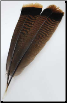 Bronze Turkey Tail Feather                                                                                              